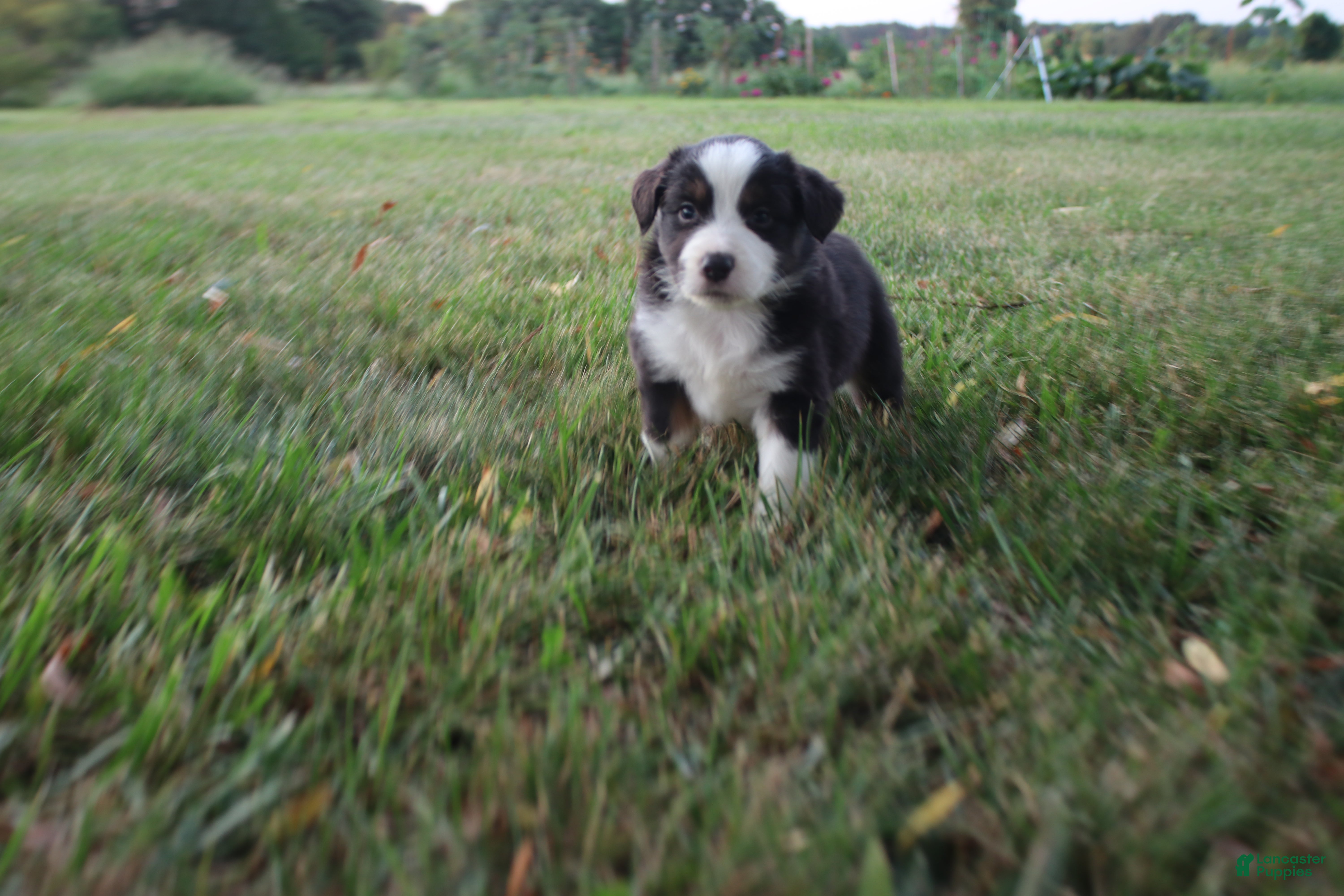 Miniature Australian Shepherd dogs Liberty - Ad 20