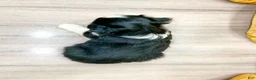 Miniature Australian Shepherd dogs for sale: Dawn - Ad 4