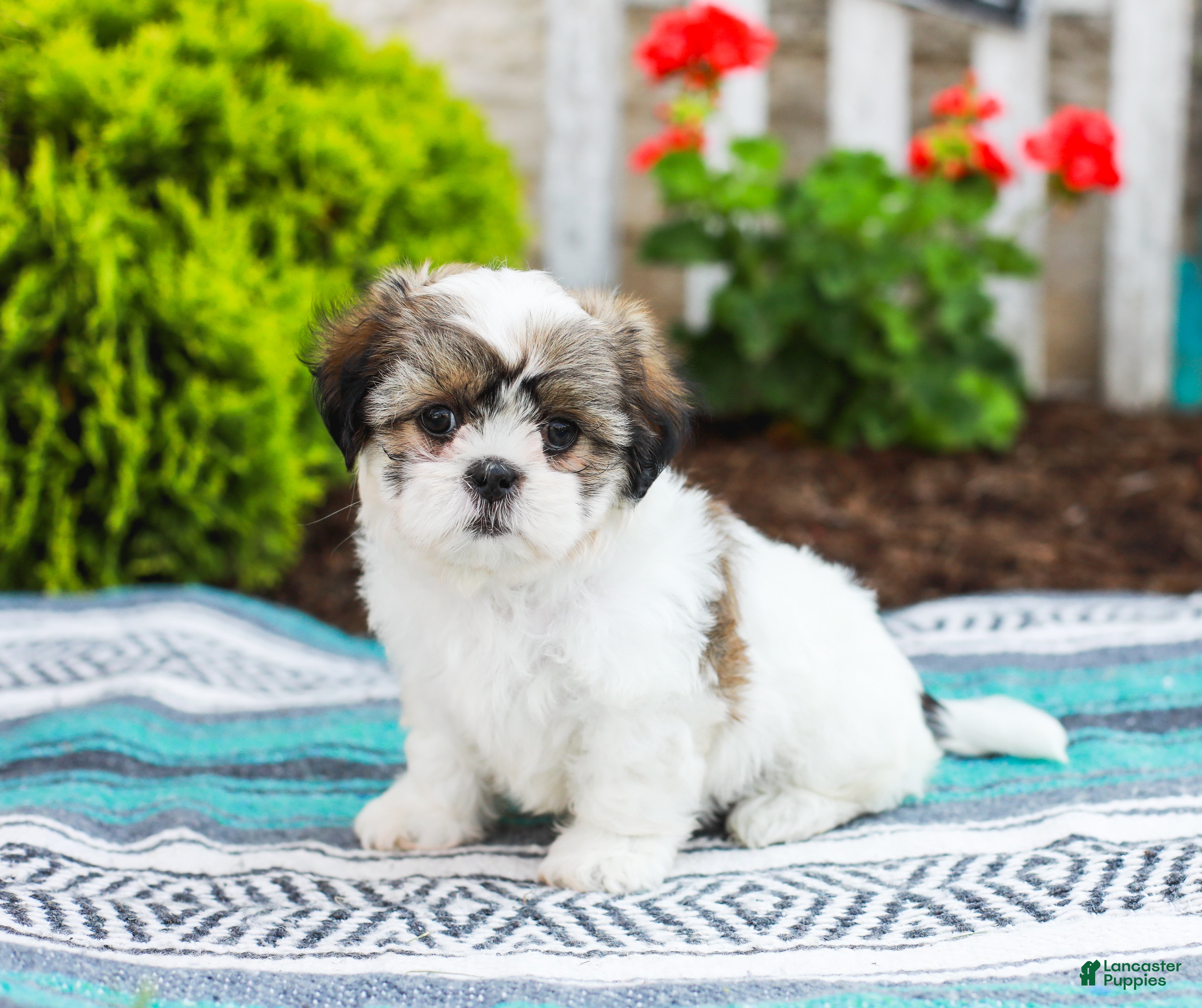 Shih Tzu dogs Blossom (Raised in Home, Crate Trained & Potty Training!) - Ad 1