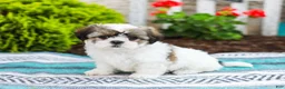 Shih Tzu dogs for sale: Blossom (Raised in Home, Crate Trained & Potty Training!) - Ad 1