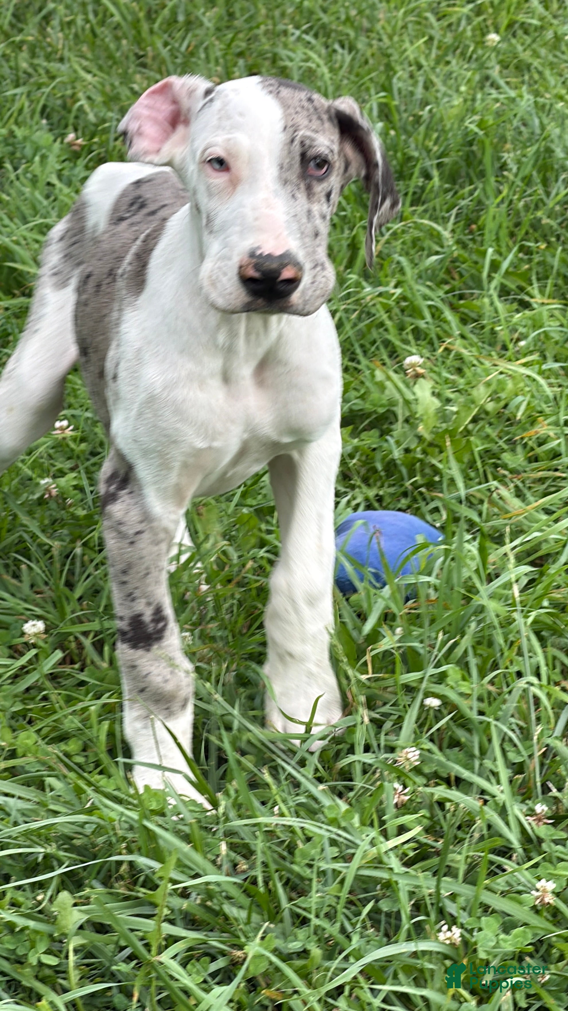 Great Dane dogs Patches Great Dane  - Ad 1
