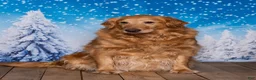 Goldendoodle dogs for sale: Scout - Ad 4