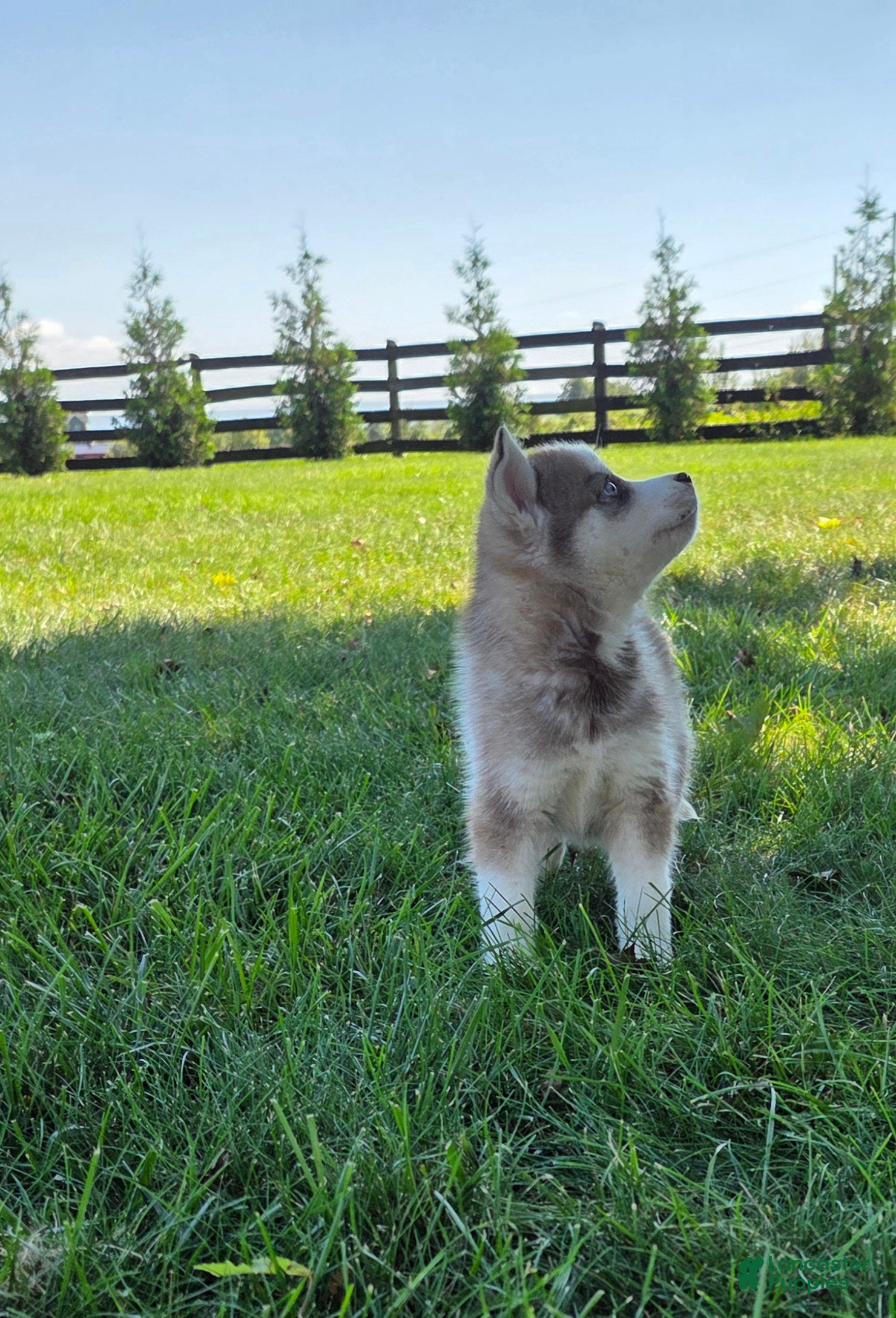 Siberian Husky dogs Gus - Ad 1