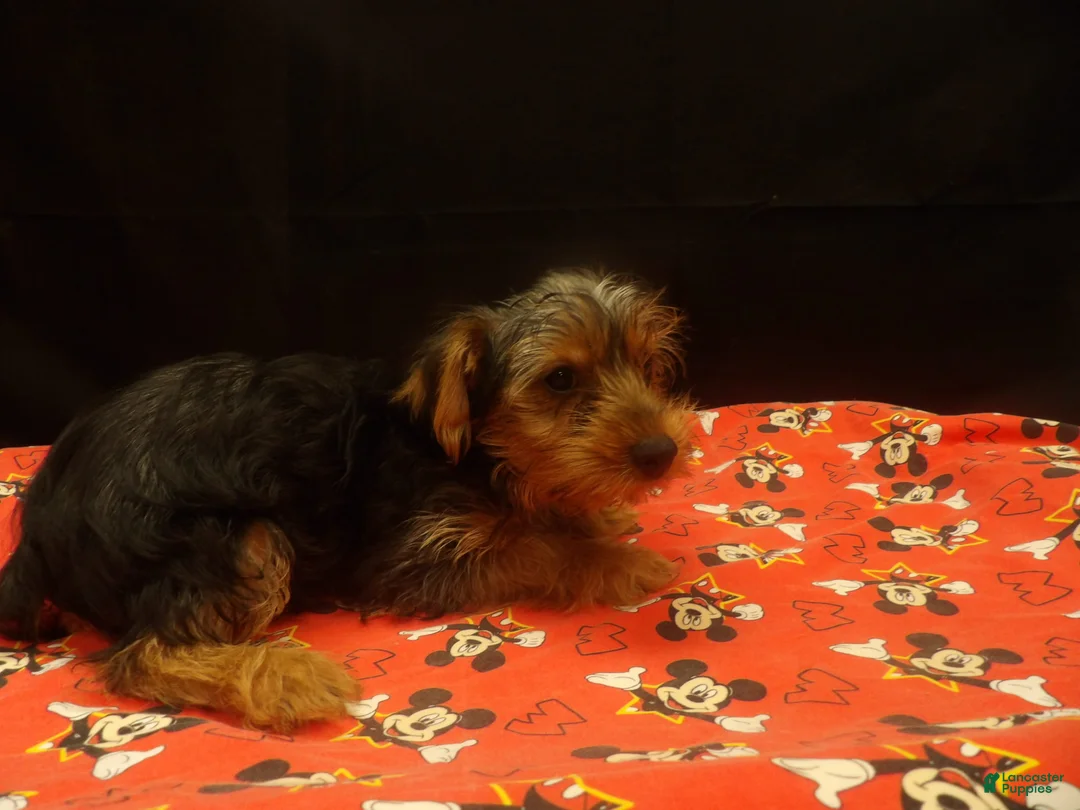 Yorkshire Terrier dogs for sale: Stevie - Ad 2
