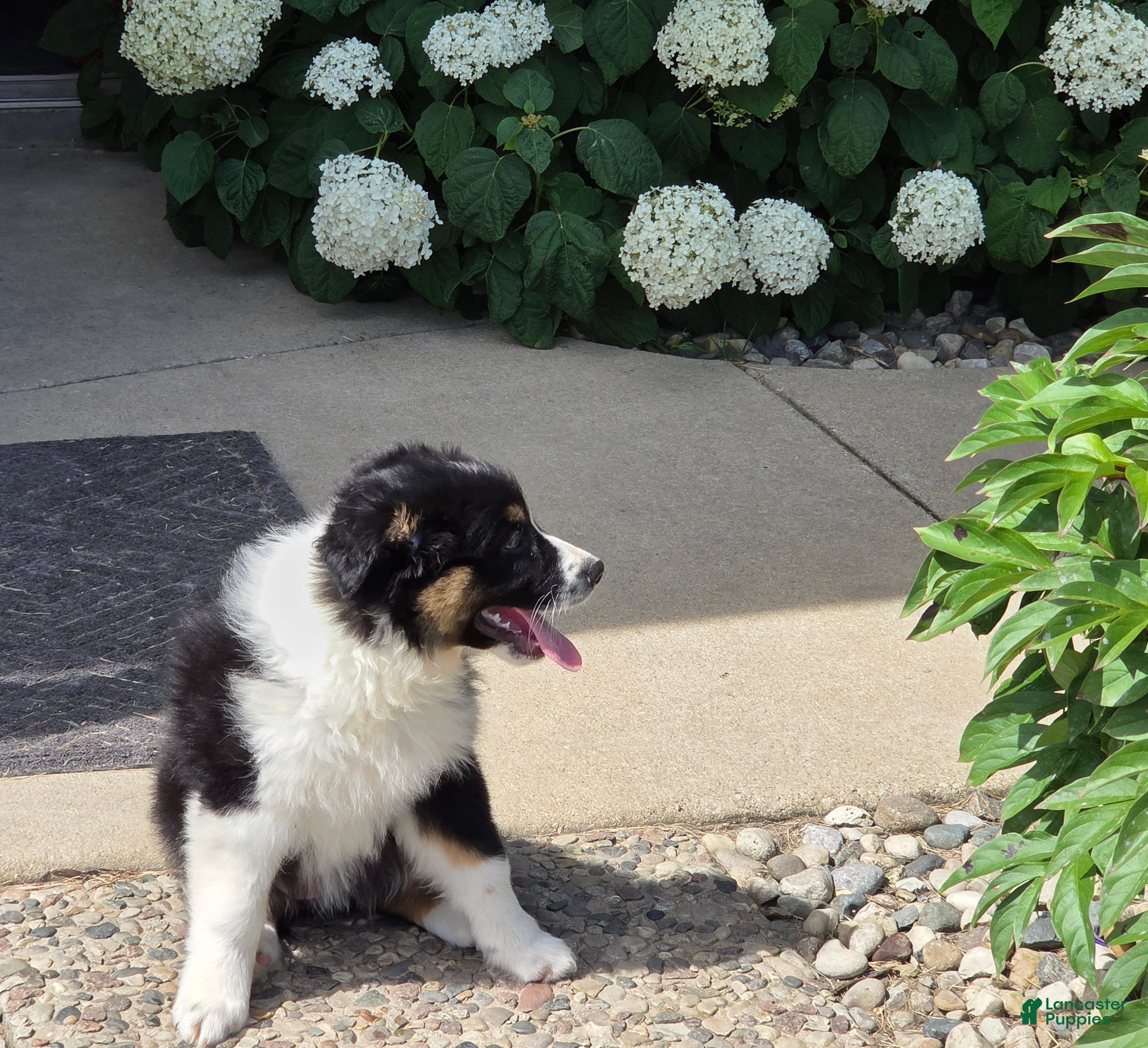 Australian Shepherd dogs Anika Star - Ad 2