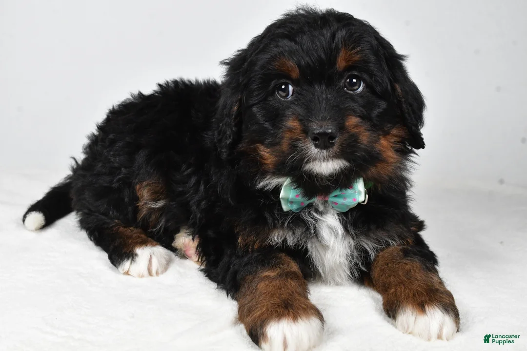 Mini Bernedoodle dogs for sale: Anson - Ad 2