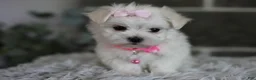 Maltipoo dogs for sale: Angel - Ad 12