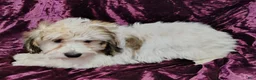 Yorkiepoo dogs for sale: Yorkiepoo Puppy 1 - Ad 1