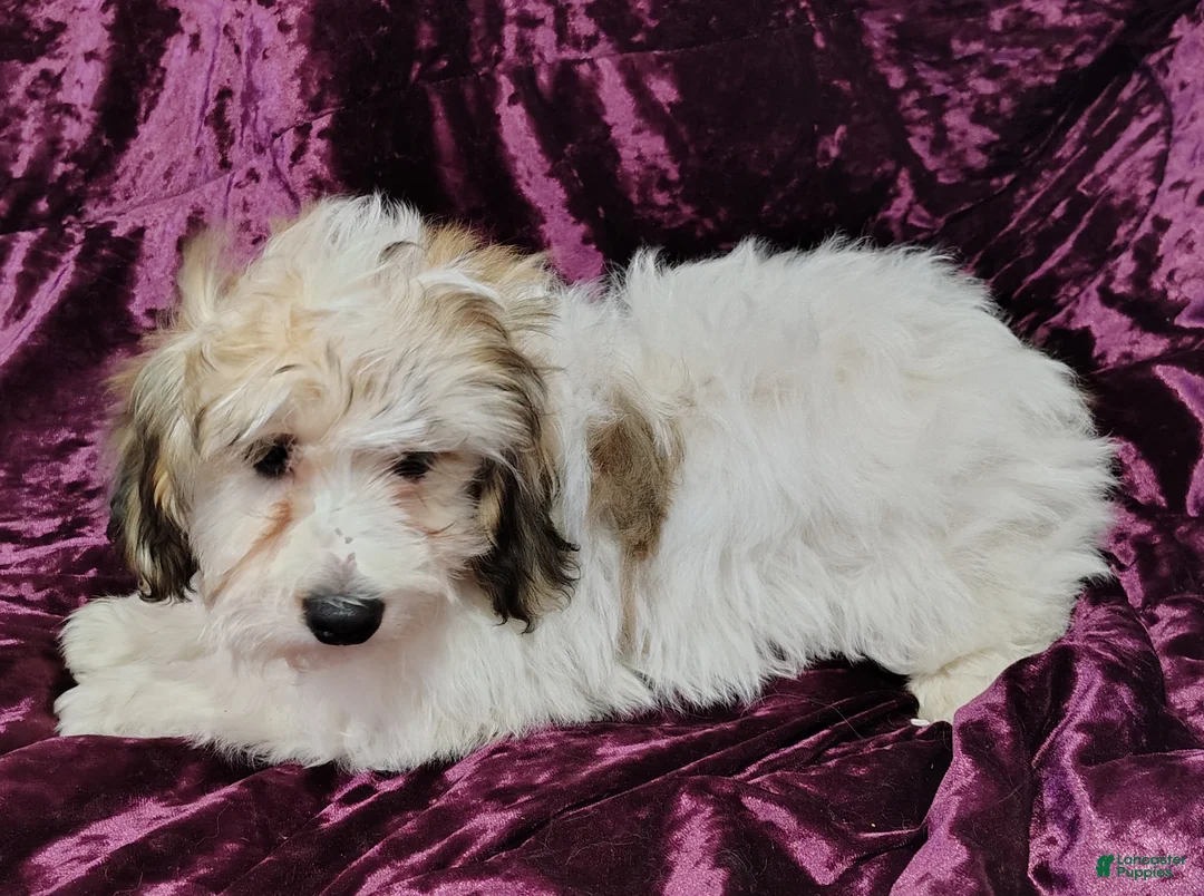 Yorkiepoo dogs for sale: Yorkiepoo Puppy 1 - Ad 1