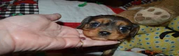 Cavalier King Charles Spaniel dogs for sale: Cavalier King Charles Spaniel Puppy 1 - HUEY - Ad 21