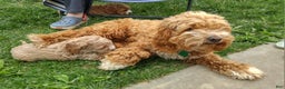 Cockapoo dogs for sale: Remington - Ad 8