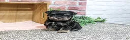 Miniature Schnauzer dogs for sale: Davina - Ad 6