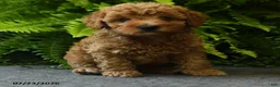 Miniature Poodle dogs for sale: Waffle - Ad 3