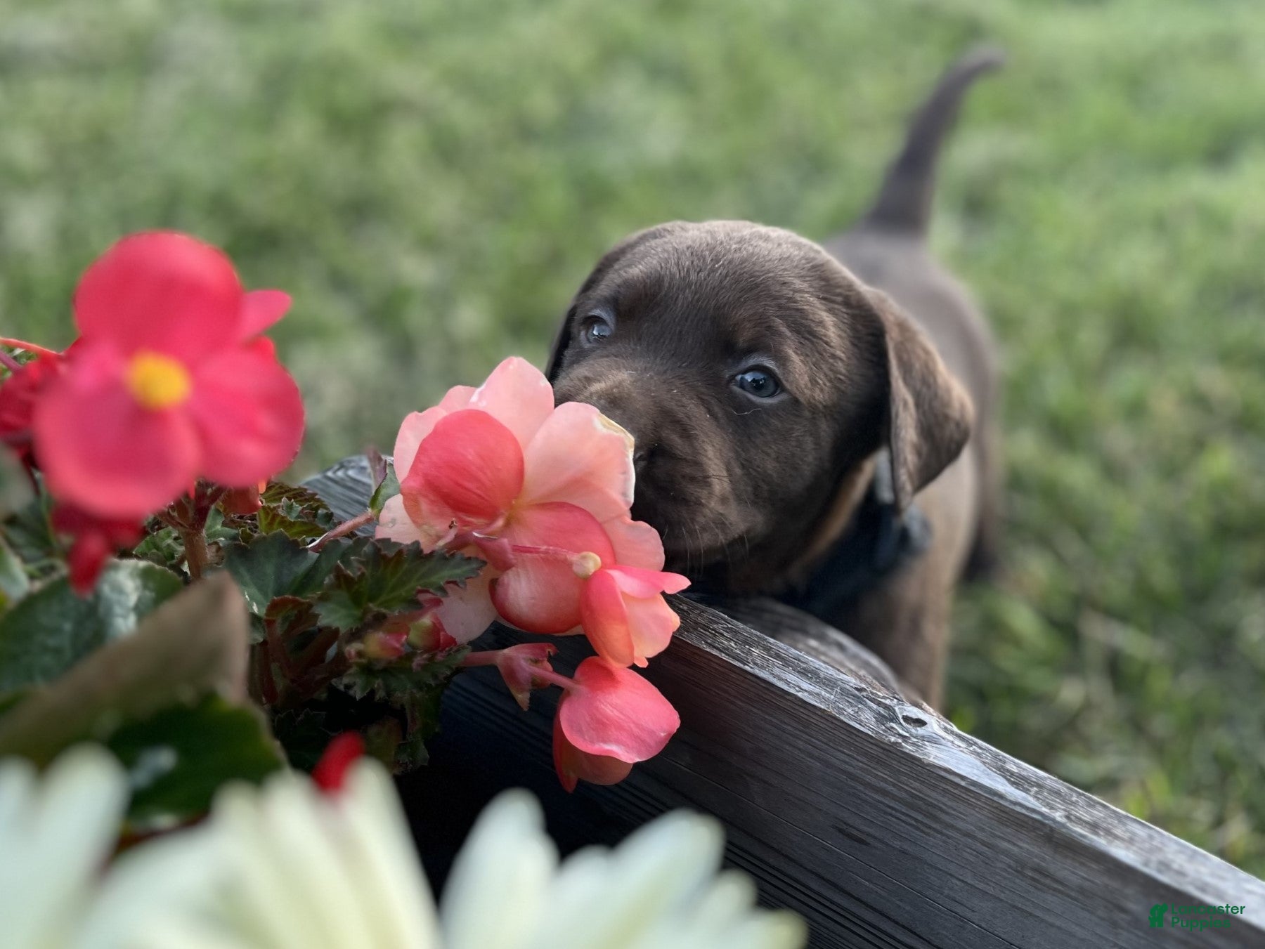 Labrador Retriever dogs for sale: Buster - Ad 2