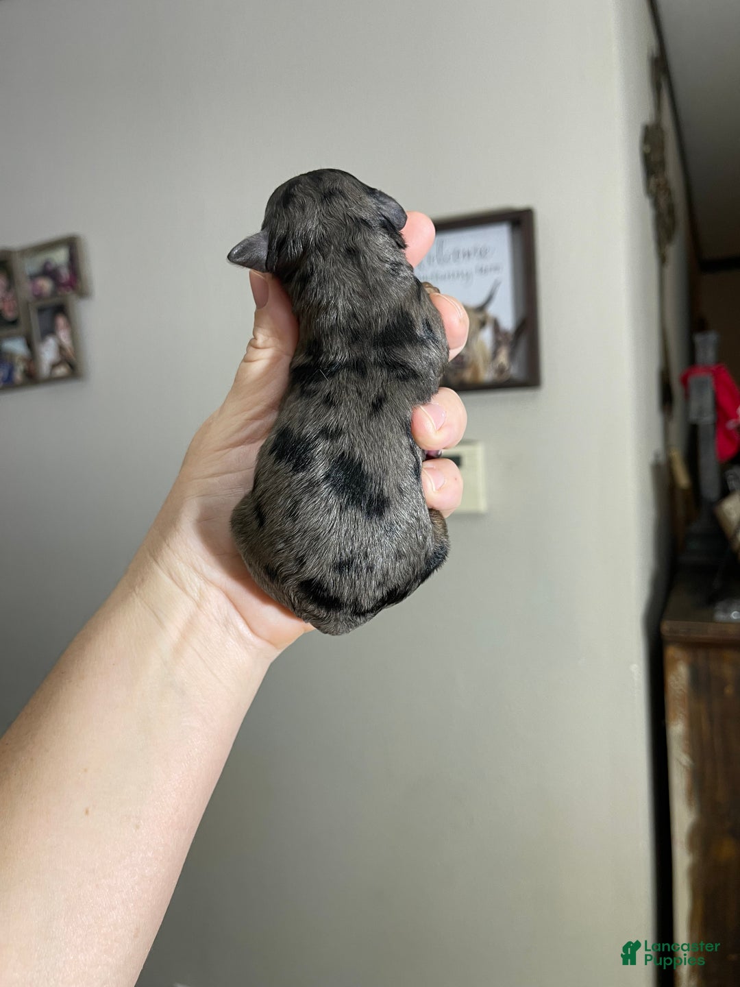 Miniature Poodle dogs for sale: Akc Blue Merle Phantom  - Ad 9