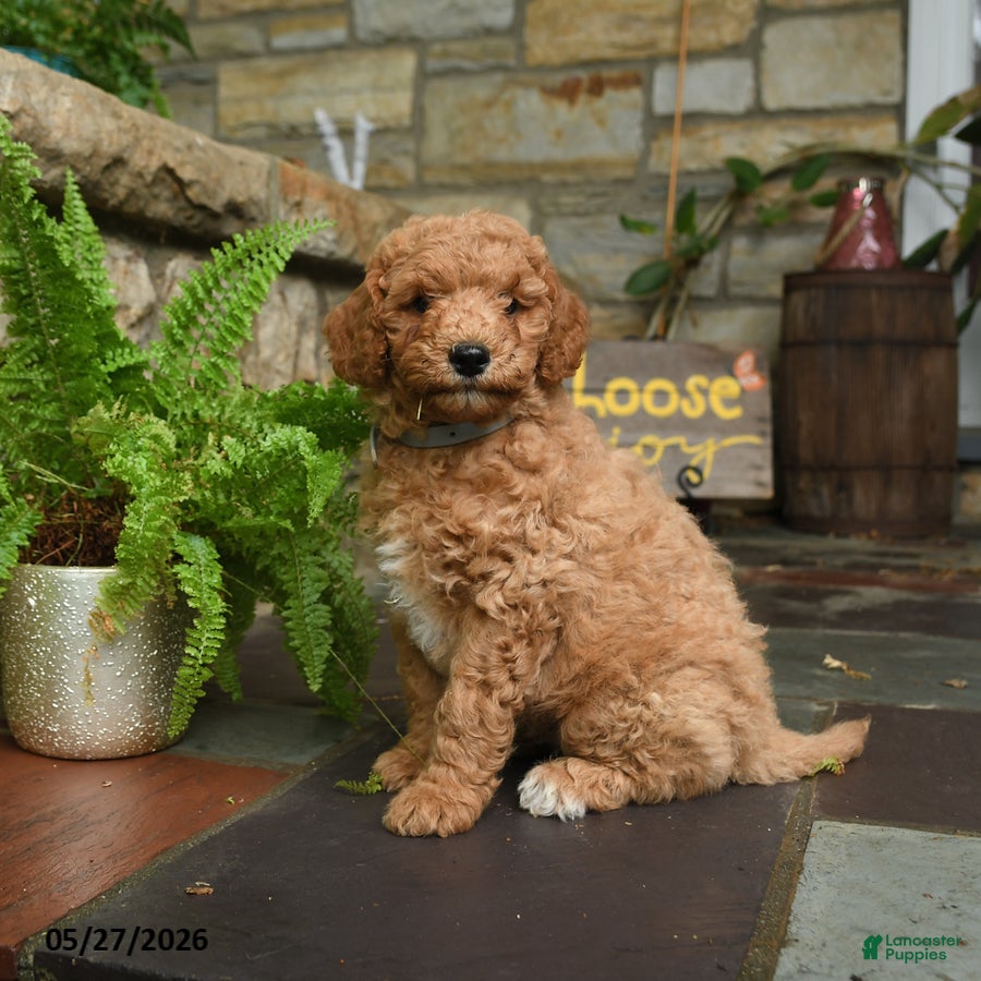 Mini Goldendoodle dogs for sale: Chip - Ad 4