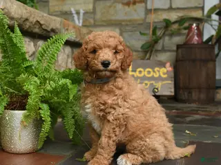 Mini Goldendoodle dogs for sale: Chip - Ad 4