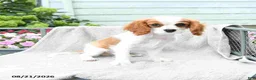 Cavalier King Charles Spaniel dogs for sale: Buddy - Ad 3