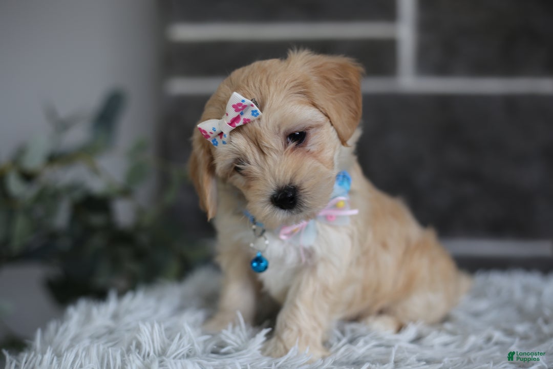 Maltipoo dogs for sale: Millie - Ad 2