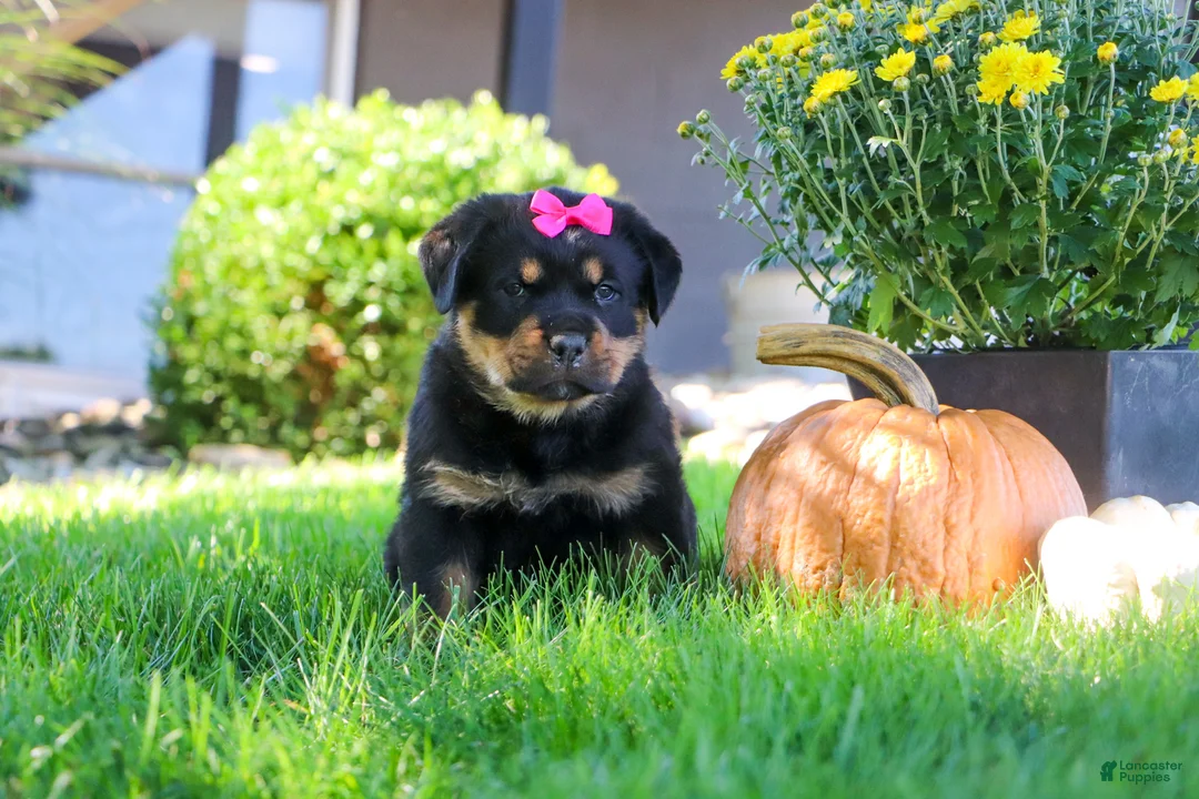 Rottweiler dogs for sale: Sophie - Ad 1