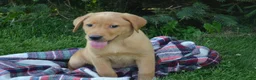 Labrador Retriever dogs for sale: Copper - Ad 3
