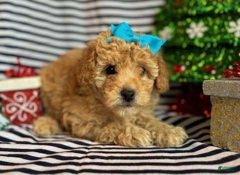 Toy Poodle dogs Liz - Ad 29