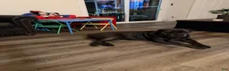 Cane Corso dogs for sale: Cane Corso 2 - Ad 3