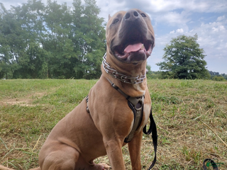 Mixed Breed dogs Hendrix - Ad 2