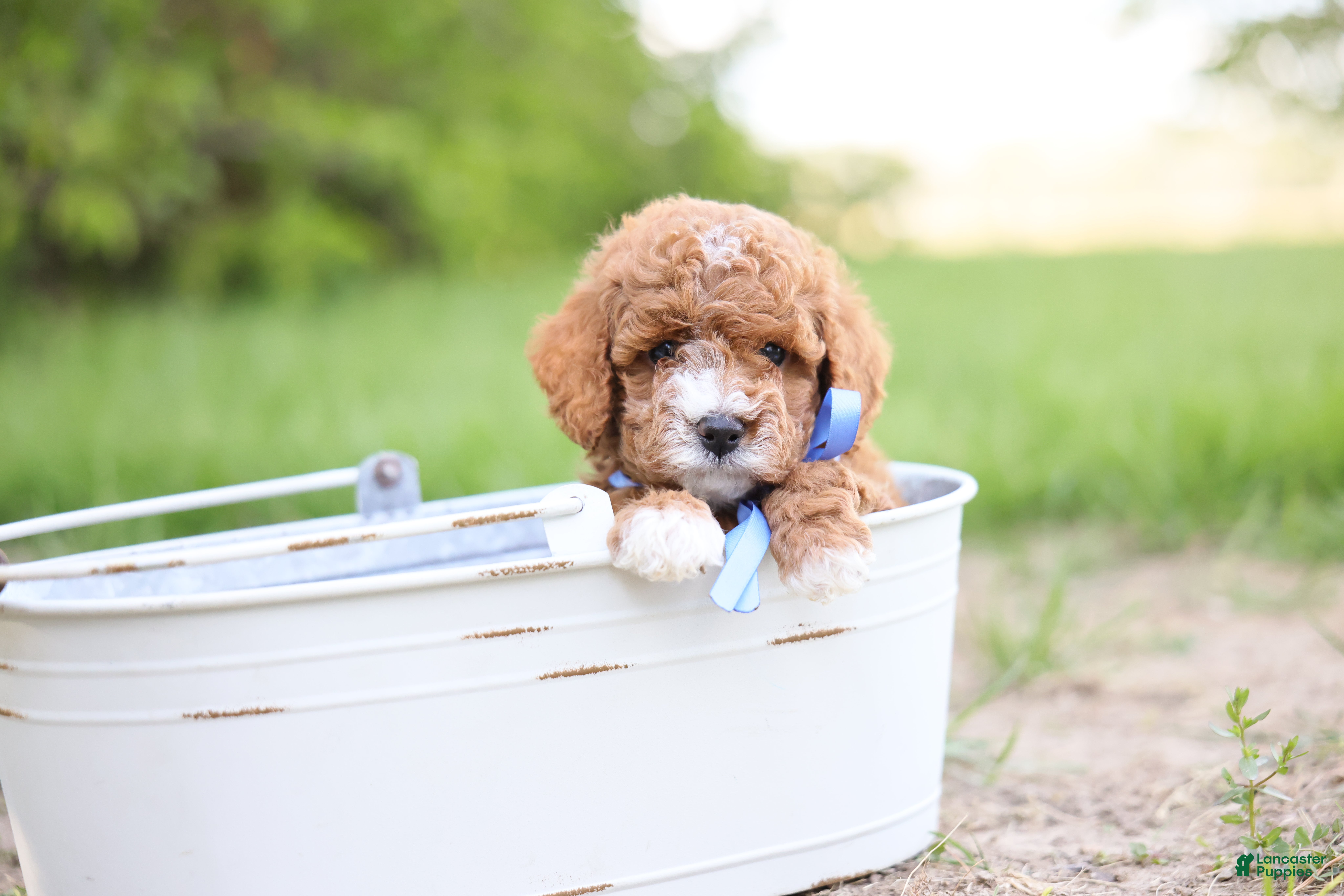 Goldendoodle dogs Auggie - Ad 1