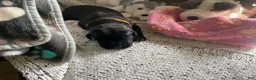 Mixed Breed dogs for sale: Yellow - Ad 3