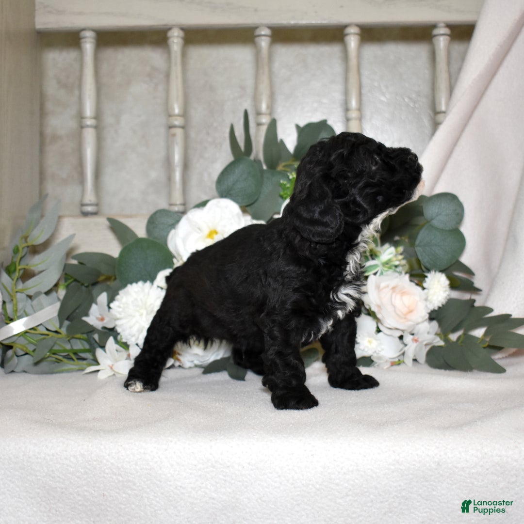 Miniature Poodle dogs for sale: Jasper  - Ad 3