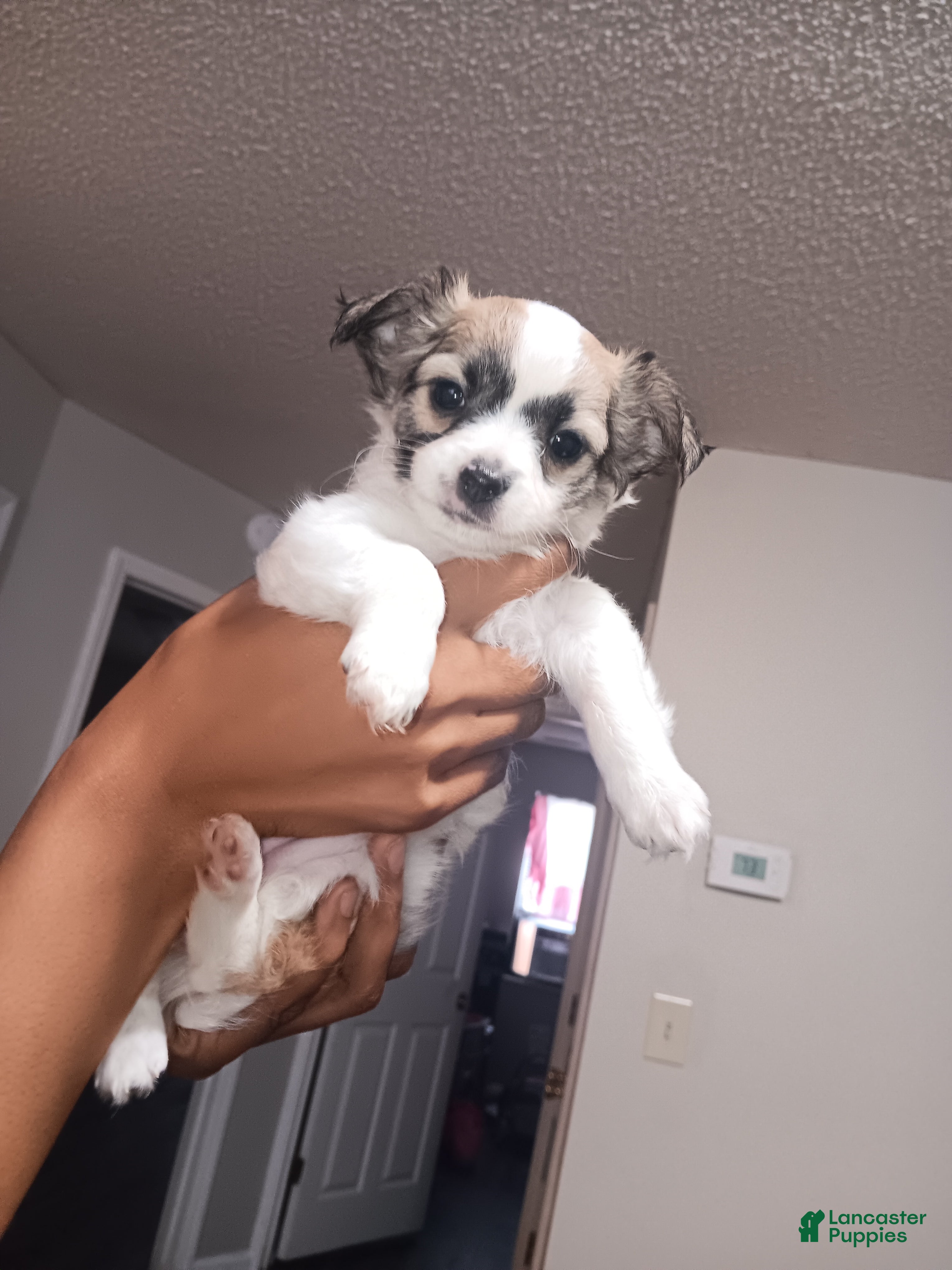 Mixed Breed dogs Mixed Breed Puppy 1  - Ad 2