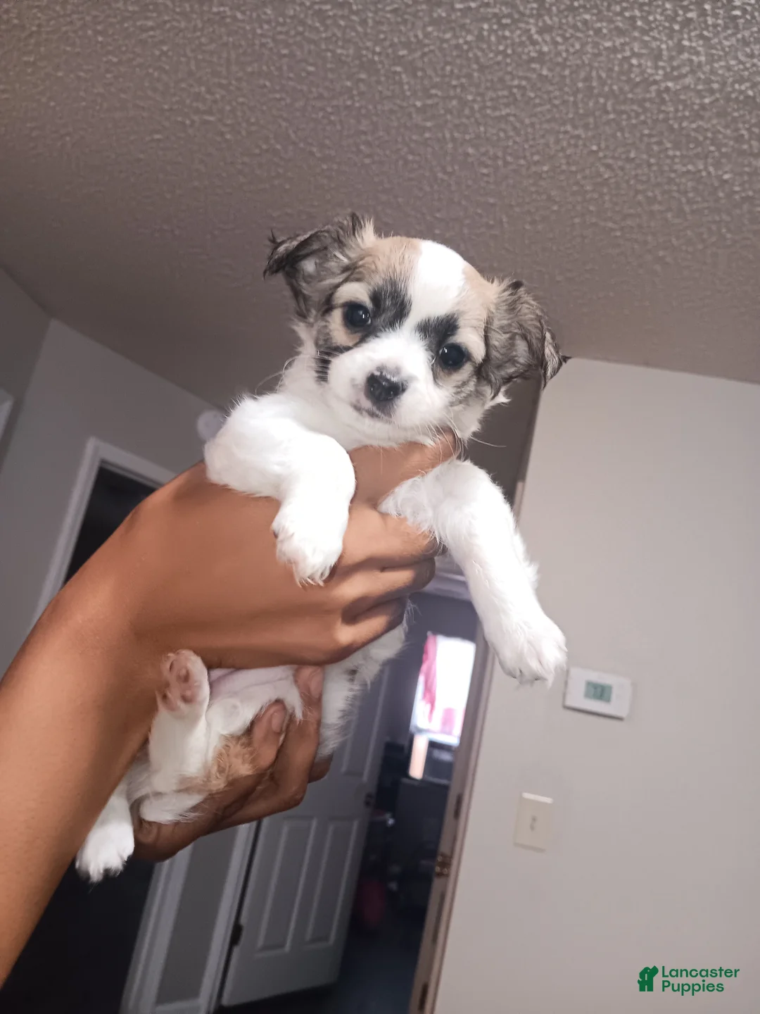 Mixed Breed dogs for sale: Mixed Breed Puppy 1  - Ad 2