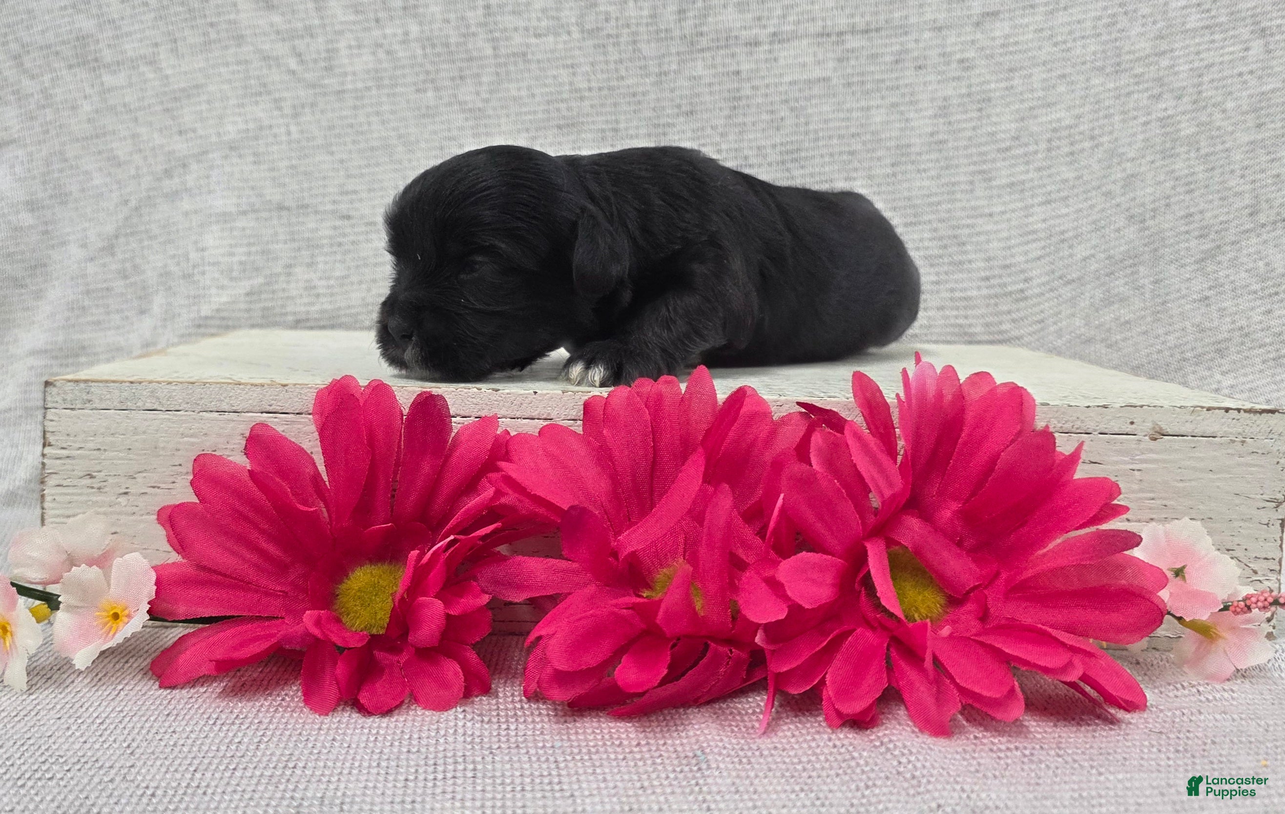 Shihpoo dogs Betsy - Ad 2