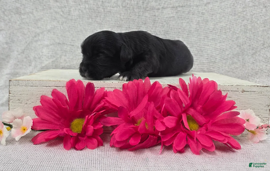 Shihpoo dogs for sale: Betsy - Ad 2