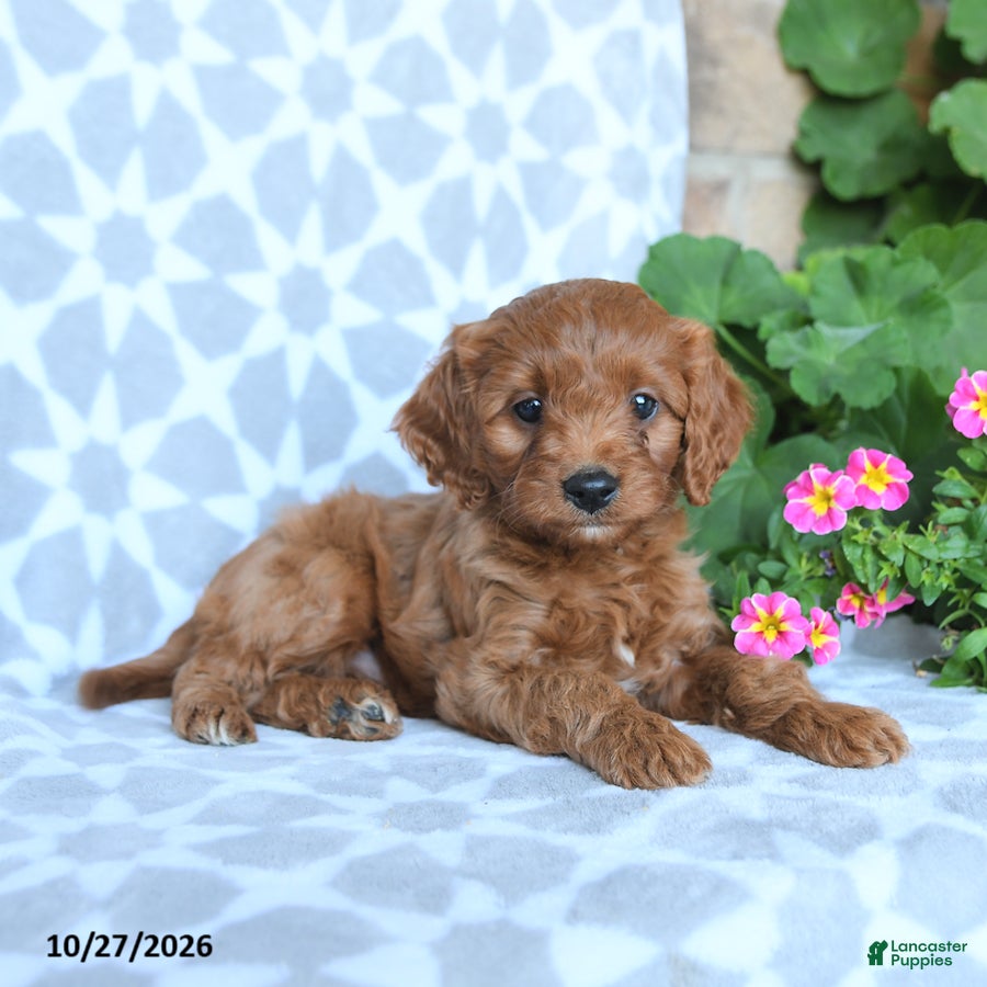Cavapoo dogs for sale: Acorn - Ad 1