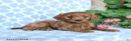 Cavapoo dogs for sale: Acorn - Ad 1