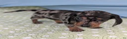 Miniature Dachshund dogs for sale: Mosaic - Ad 10