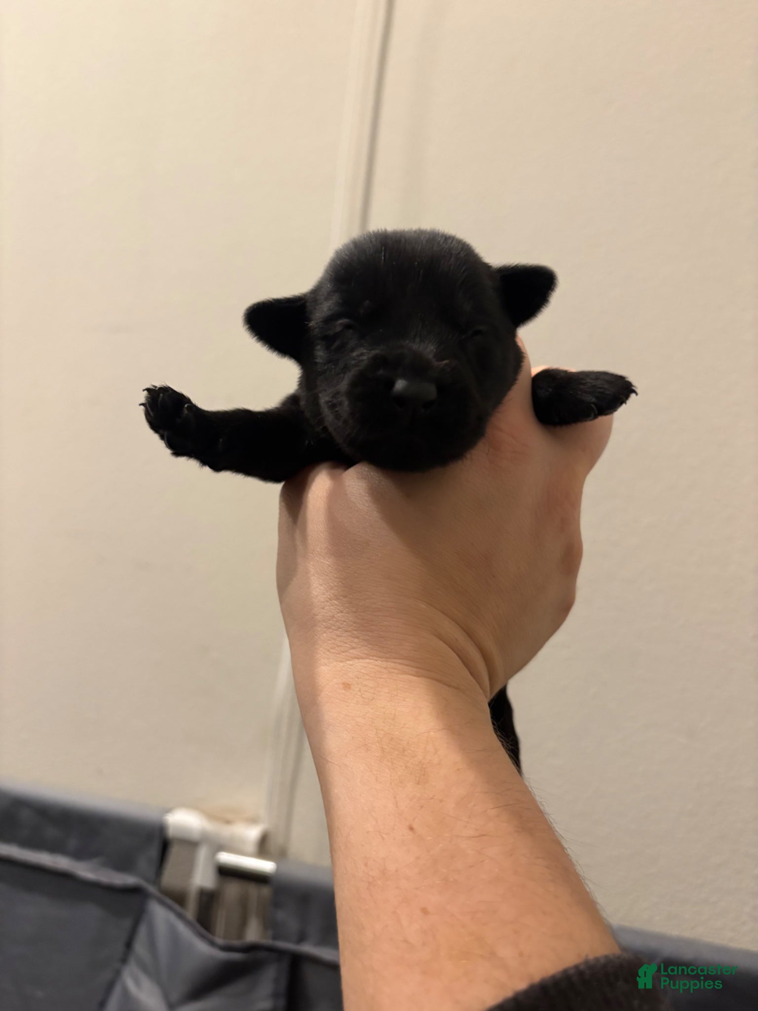 Labrador Retriever dogs Labrador Retriever Puppy 6 - Ad 1