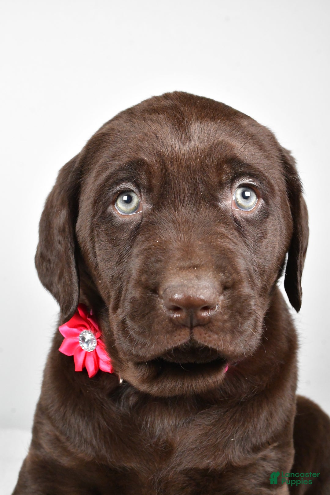 Labrador Retriever dogs for sale: Nancy - Ad 6