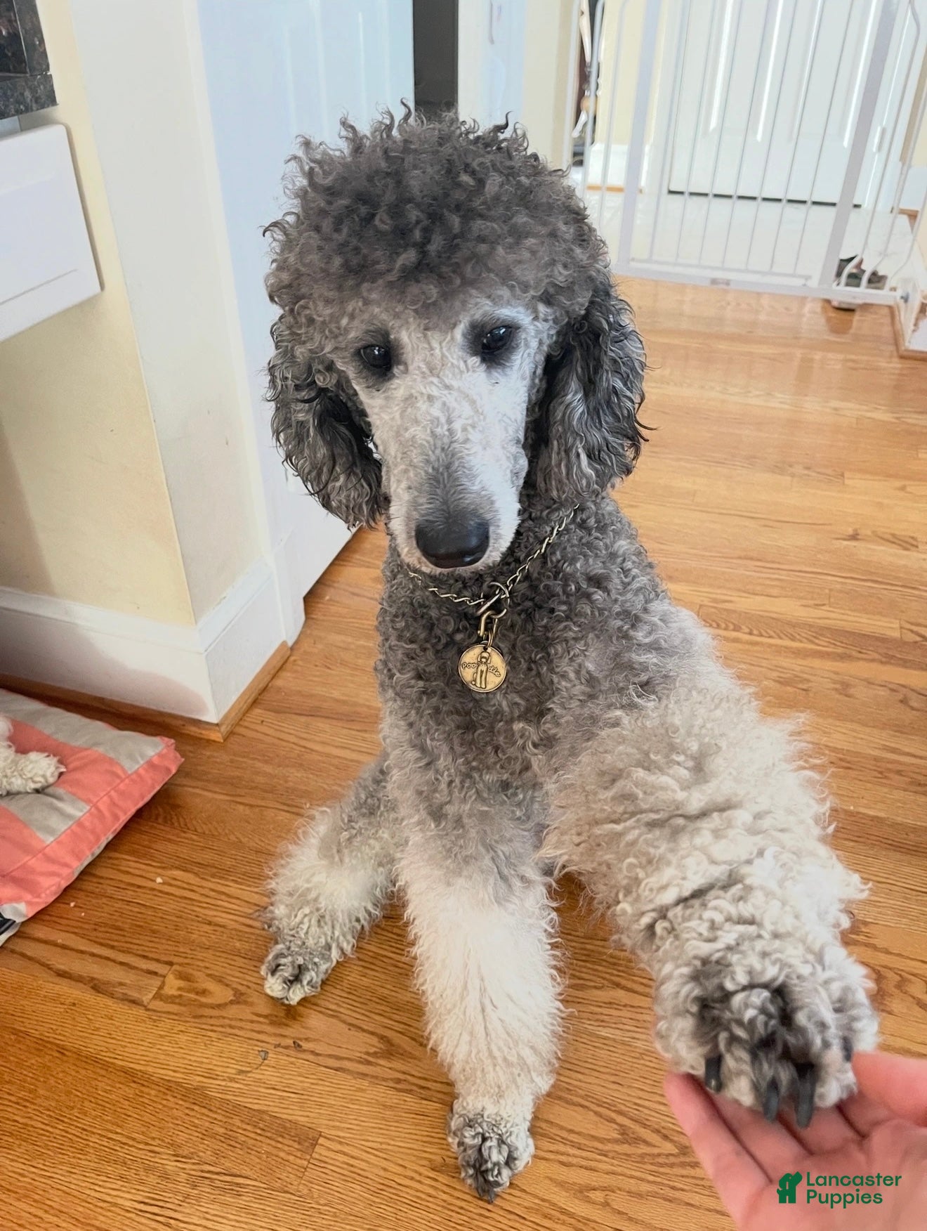 Standard Poodle dogs Standard Poodle Puppy 4 - Ad 2