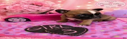 French Bulldog dogs for sale: French Bulldog 3 sassy  - Ad 1