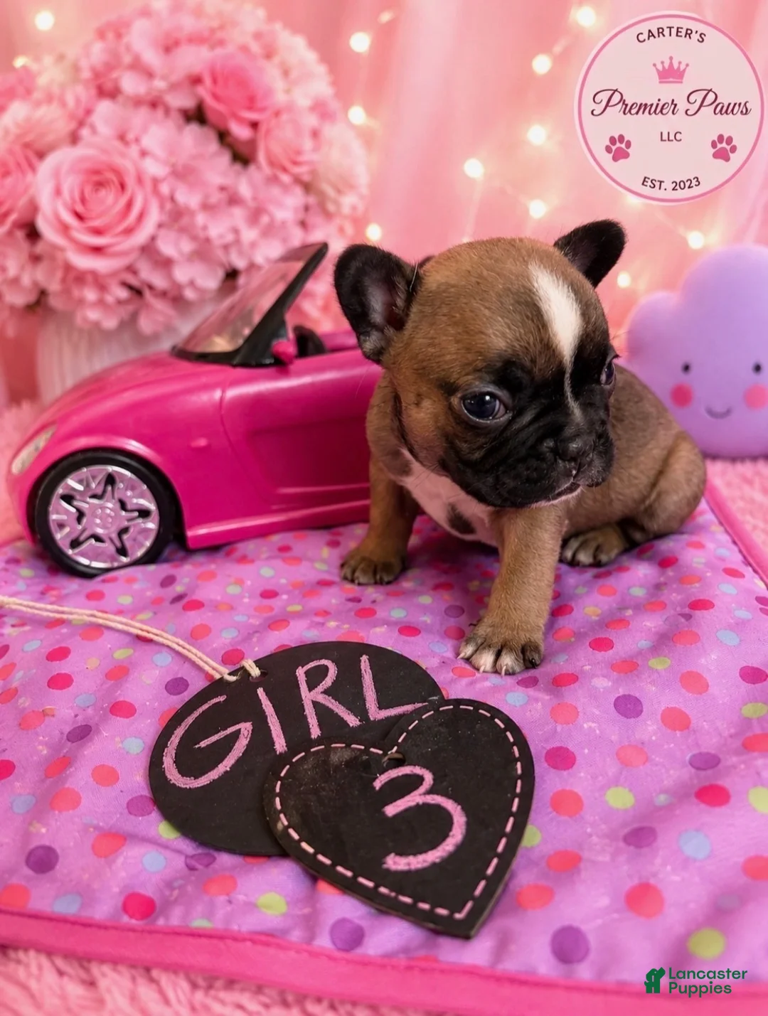 French Bulldog dogs for sale: French Bulldog 3 sassy  - Ad 1