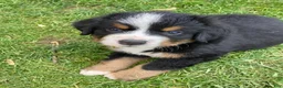 Bernese Mountain Dog dogs for sale: Smudge - Ad 5