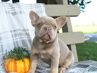 French Bulldog dogs - Ad 11