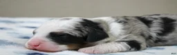 Mini Bernedoodle dogs for sale: Scottie  - Ad 3
