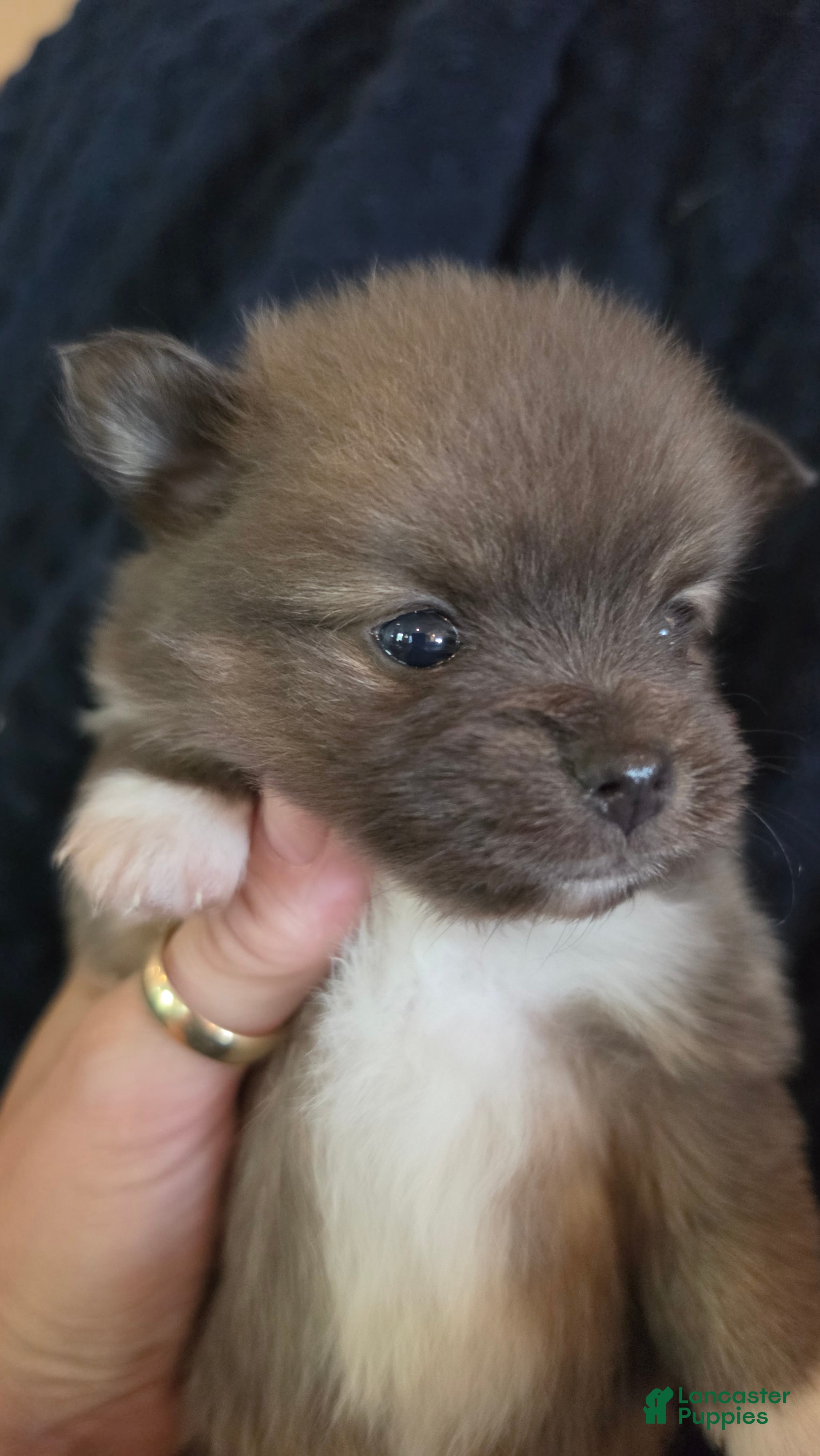 Pomchi dogs 2 grey 3/4 pom 1/4 chi - Ad 17