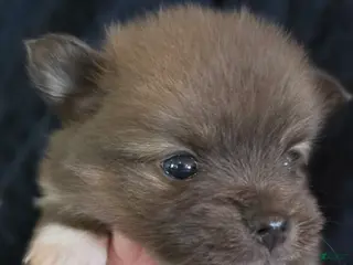 Pomchi dogs 2 grey 3/4 pom 1/4 chi - Ad 10