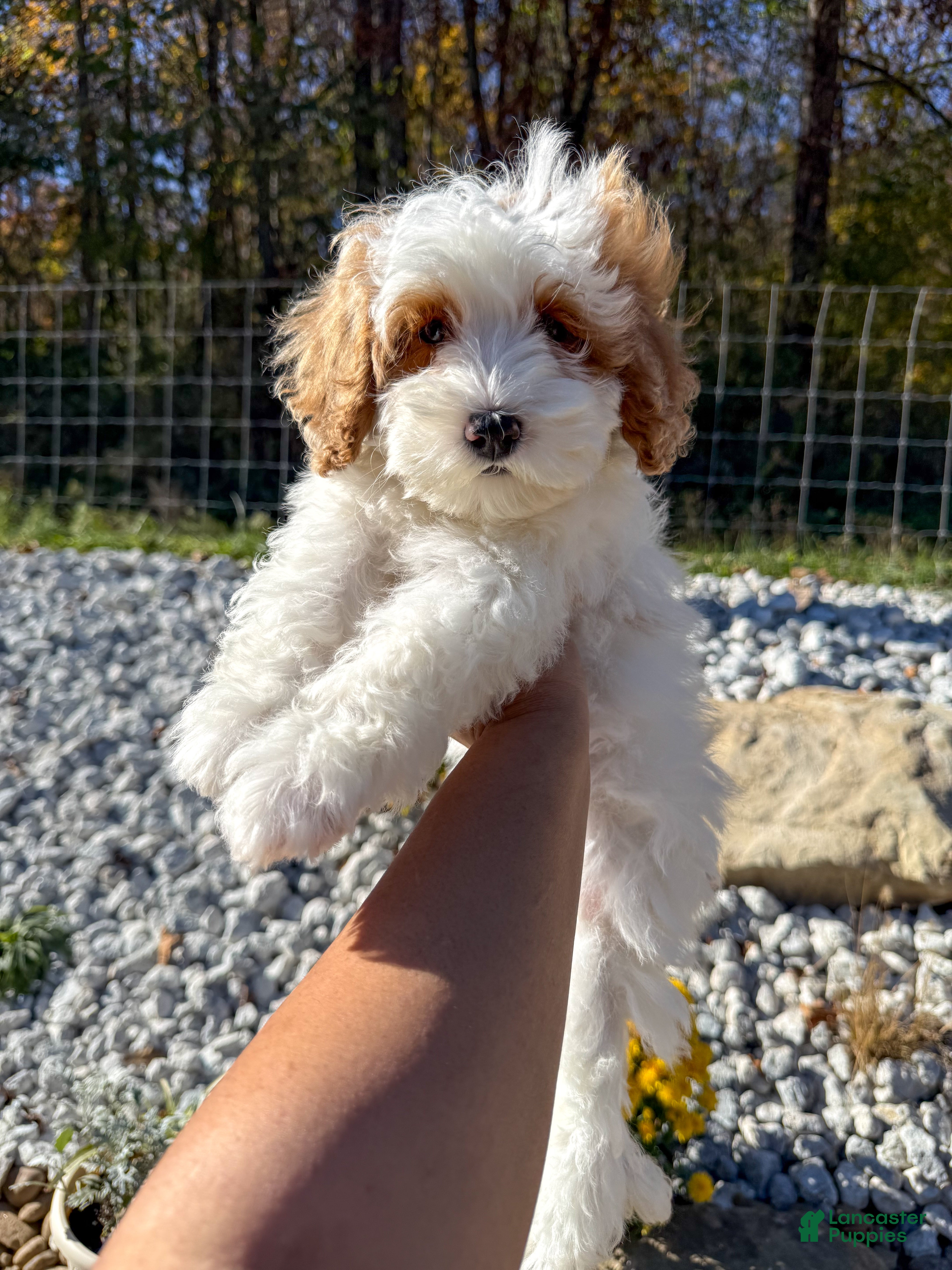 Goldendoodle dogs for sale: Sleepy - Ad 1