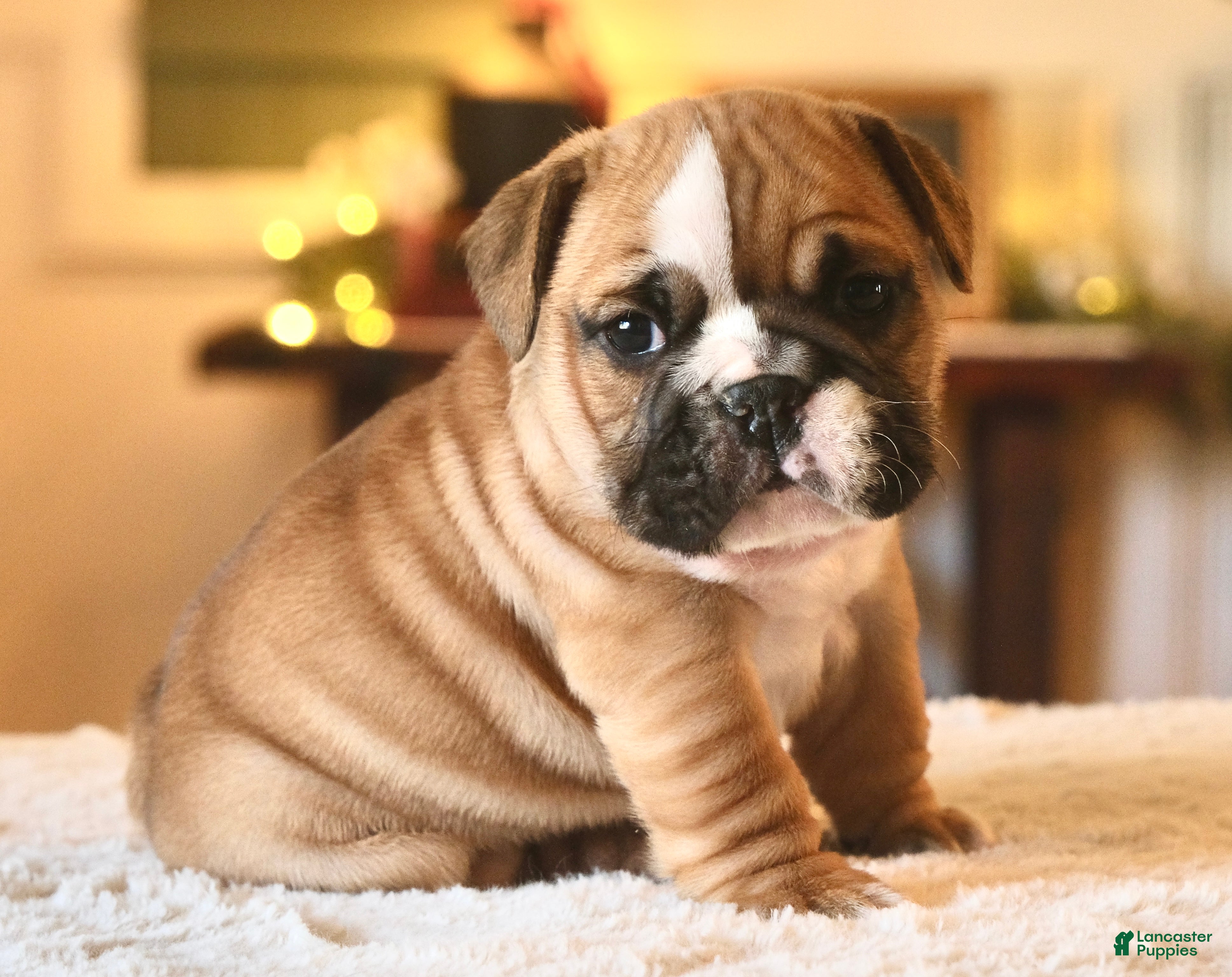 English Bulldog dogs Gucci - Ad 2